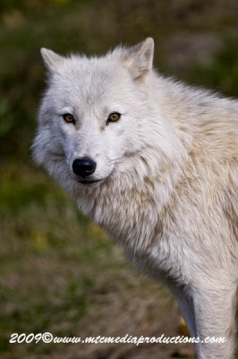arcticwolf28.jpg