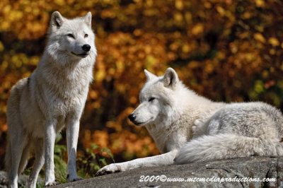 arcticwolf34.jpg