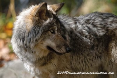 timberwolf19.jpg