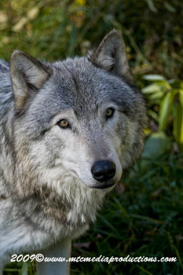 timberwolf33.jpg