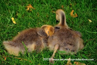 canada_geese