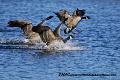 canadagoose92.jpg