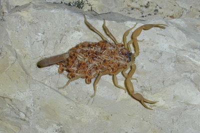 Centruroides vittatus with young