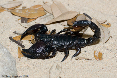 Pandinus imperator