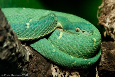 Bothriechis lateralis