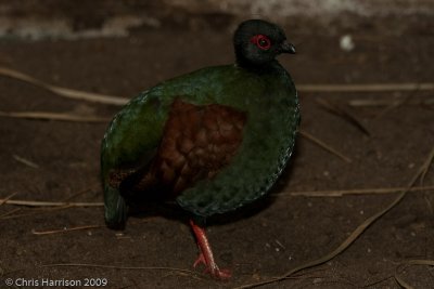 Crested Partridge