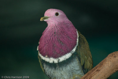 Pink-headed Fruit-Dove