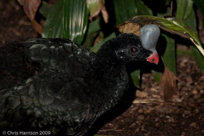 Helmeted Curassow