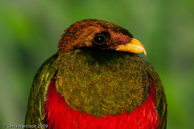 Golden-headed Quetzal