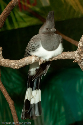 White-bellied Go-away-birdHouston Zoo