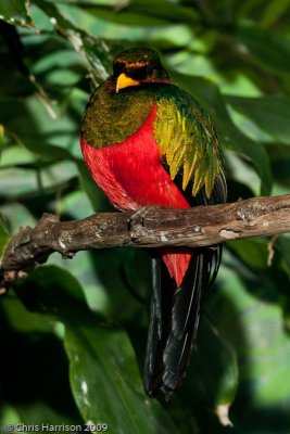 Golden-headed Quetzal