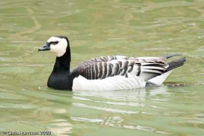 Barnacle Goose