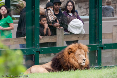 LionPanthera leo