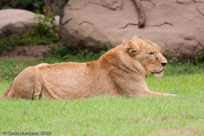 LionPanthera leo