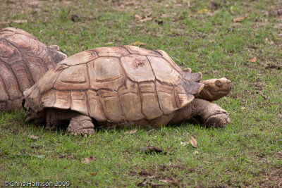 Geochelone sulcataSpur-thighed Tortoise