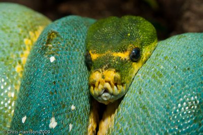 Morelia viridisGreen Tree Pythoncaptive