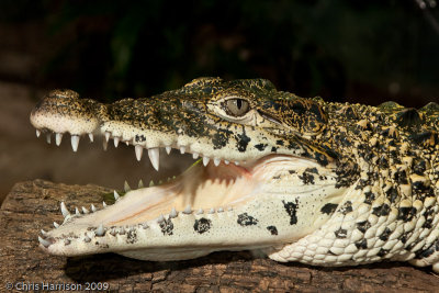 Crocodylus rhombiferCuban Crocodile