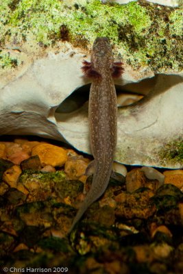<i>Eurycea sosorum</i><br>Barton Springs Salamander