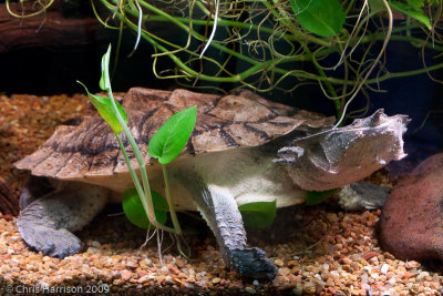 Side-necked Turtles