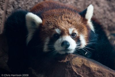 Red PandaAilurus fulgens