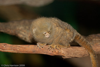 Pygmy MarmosetCebuella pygmaea