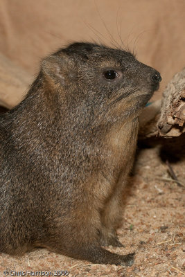 <b>Rock Hyrax</b><br><i>Procavia capensis</i>