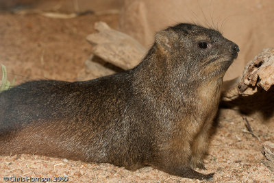 Rock HyraxProcavia capensis