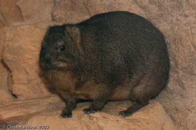 Rock HyraxProcavia capensis