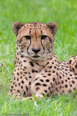 CheetahAcinonyx jubatus