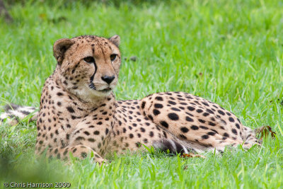 CheetahAcinonyx jubatus