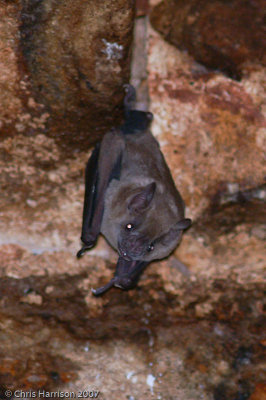 Artebius jamaicensisJamaican Fruit-eating Bat