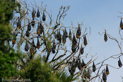 Pteropus poliocephalusGrey-headed Flying Fox