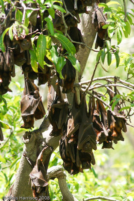 Pteropus scapulatusLittle Red Flying Fox