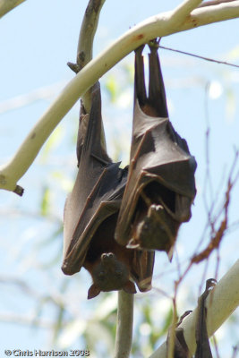 Pteropus scapulatusLittle Red Flying Fox