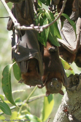 Pteropus scapulatusLittle Red Flying Fox