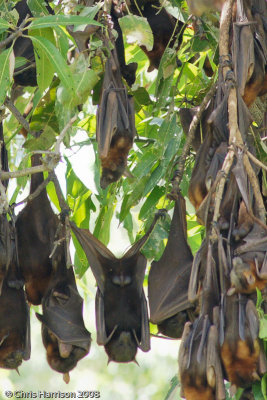 Pteropus scapulatusLittle Red Flying Fox