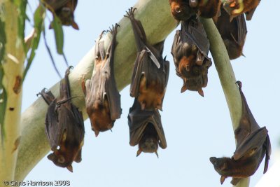 Pteropus scapulatusLittle Red Flying Fox