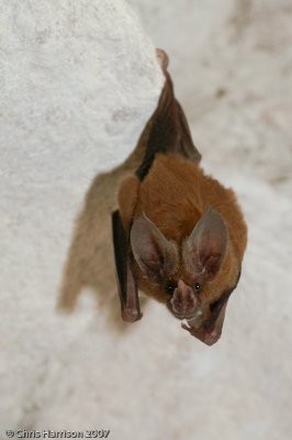 Mimon cozumelaeCozumel Golden Bat