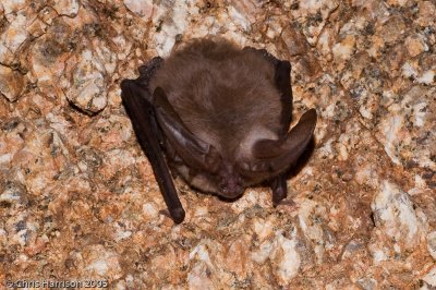 Corynorhinus townsendiiTownsend's Big-eared Bat