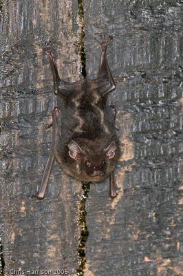 Saccopteryx bilineataGreater Sac-winged Bat