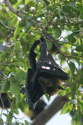 Flying Foxes and relatives