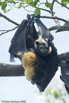 Pteropus conspicillatus Spectacled Flying Fox with baby