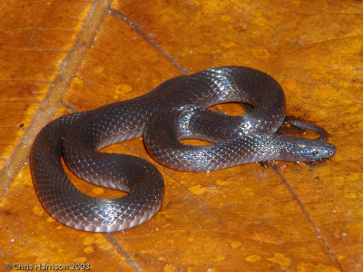 Geophis carinosusPalenque, Chiapas, MX