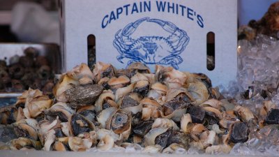 crabs019.JPG