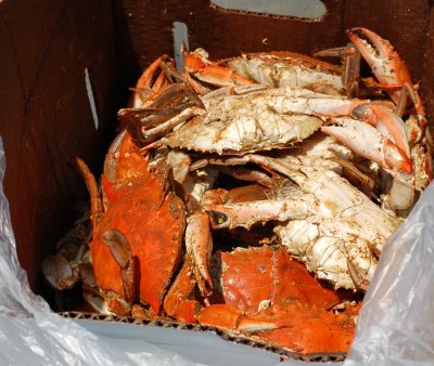 crabs021.JPG