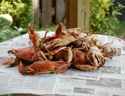 crabs022.JPG
