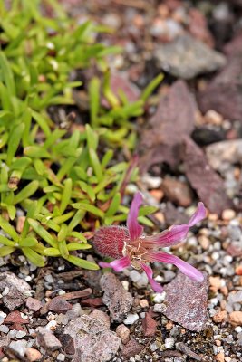 Alpen-Glockenblume (Campanula alpina L.)