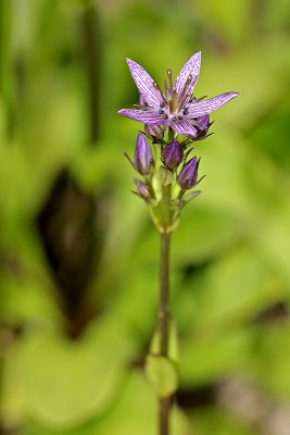 Blauer Tarant (Swertia perennis L.)