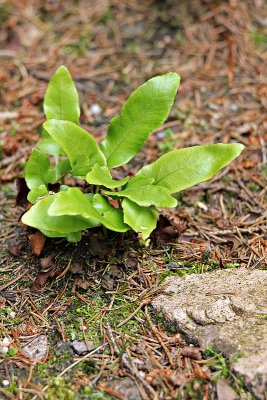 Hirschzunge (Phyllitis scolopendrium L.)