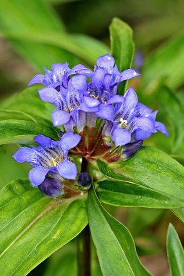 Kreuz-Enzian (Gentiana cruciata L.)